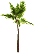 Palm tree